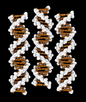 DNA Structure Prints: 3D DNA Molecule
