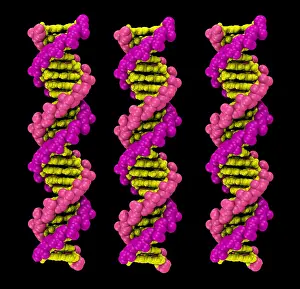 DNA Structure Prints: 3D DNA Molecule