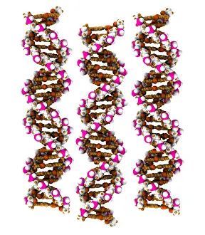 DNA Structure Prints: 3D DNA Molecule