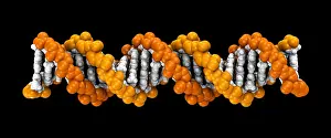 DNA Structure Prints: 3D DNA Molecule