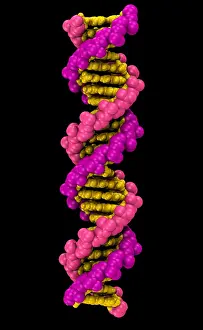 DNA Structure Prints: 3D DNA Molecule