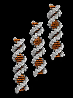 Molecular Biology Images Prints: 3D DNA Molecule