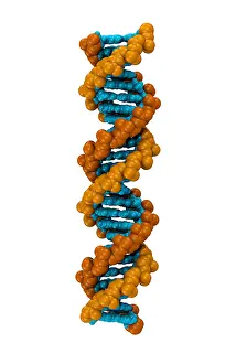 Molecular Biology Images Prints: 3D DNA Molecule
