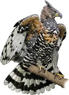 African Wildlife Artwork Prints: African Crowned Eagle