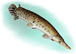 American Wildlife Art Prints: Alligator Gar
