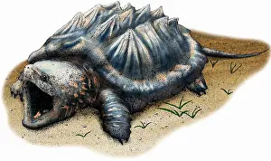 Framed Print : Alligator Snapping Turtle Print Framed Print : Alligator Snapping Turtle Print