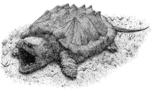 Alligator Snapping Turtle Print