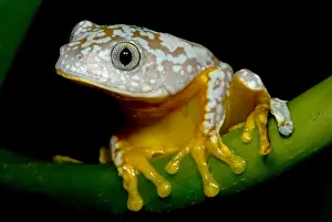 Hylidae Family Frogs Prints: Amazon Leaf Frog