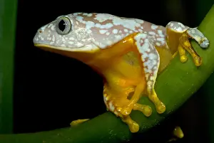 Hylidae Family Frogs Prints: Amazon Leaf Frog
