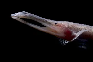Amazon River Fish Prints: Amazon River fish