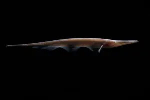 Amazon River Fish Prints: Amazon River fish