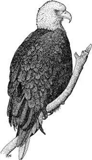 Haliaeetus Leucocephalus Images Prints: American Bald Eagle
