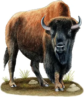 American Bison Illustration Prints: American Bison