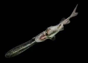 Vulnerable Species Prints: American Paddlefish