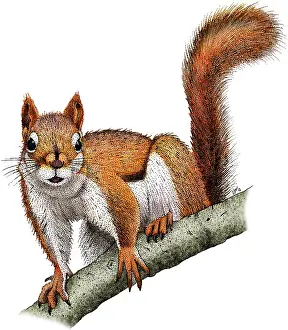 Wildlife Illustration Prints: American Red Squirrel