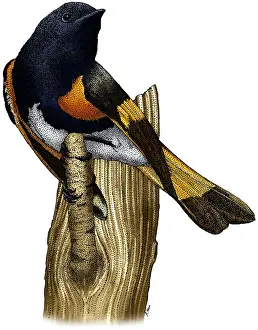 Framed Print : American Redstart Print - Colorized pen and ink illustration