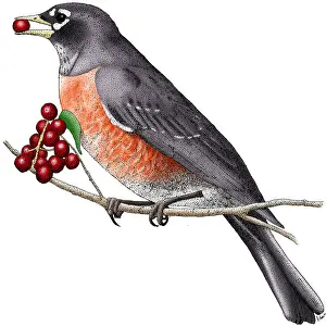 United States Fauna Images Prints: American Robin