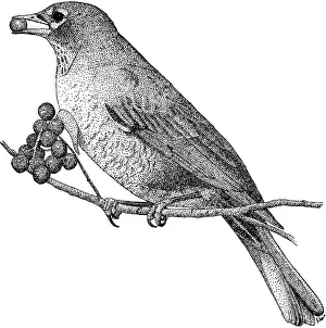 American Wildlife Illustrations Prints: American Robin