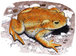 Framed Print : American Toad Colorized Pen and Ink Print