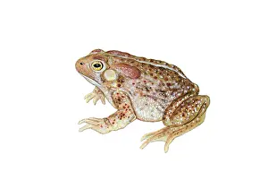 American Toad Print