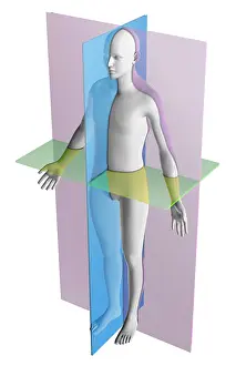 Human Anatomy Illustration Prints: Anatomical Planes