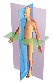 Human Anatomy Illustration Prints: Anatomical Planes