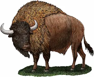 Ancient Bison