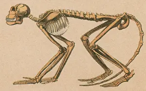 Ancient Monkey Print