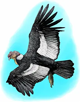 Bird Of Prey Drawing Prints: Andean Condor