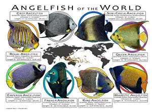 Tropical Reef Fish Prints: Angelfish of the World