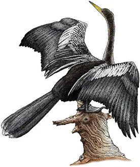 Anhinga Bird Prints: Anhinga