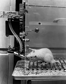 Scientific Research Methods Prints: Animal Testing, Behavioral Research