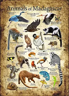 Endangered Species Artwork Prints: Animals of Madagascar
