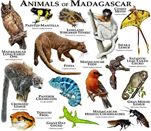 African Animals Prints: Animals of Madagascar