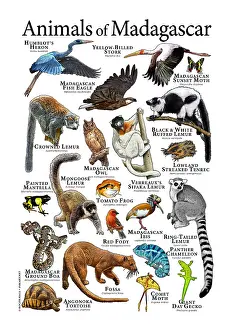 African Wildlife Prints: Animals of Madagascar