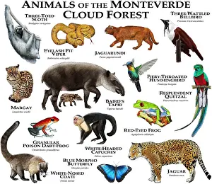 Monteverde Cloud Forest Animals Print