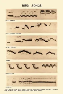 Prints of Spectrograms of various sounds made by birds. From top to bottom, wood thrush, olive-backed thrush, hermit thrush, veery, nightingale, and rooster Song Thrush Prints: Spectrogram Print of Bird Songs