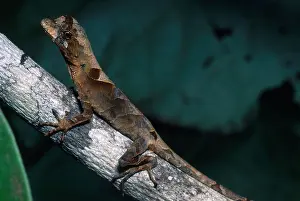Ecuador Rainforest Animals Prints: Anolis Lizard, Ecuador