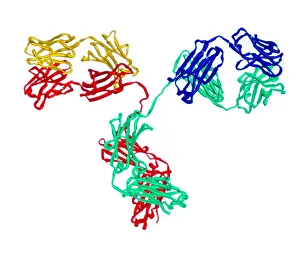 Molecular Biology Models Prints: Antibody, Molecular Model