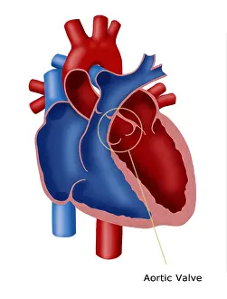 Cardiovascular System Diagrams Prints: Aortic Valve