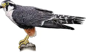 Aplomado falcon Print