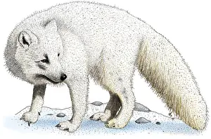 Arctic Fox Prints: Arctic Fox Print