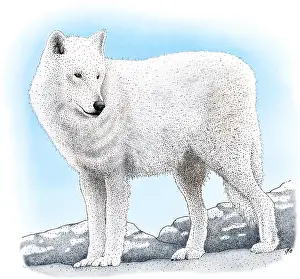 American Wildlife Art Prints: Arctic Wolf