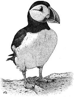 Black And White Bird Art Prints: Atlantic Puffin