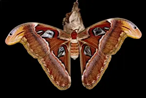 Southeast Asian Insects Prints: Atlas Moth
