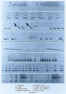 Framed Print : Audio Spectrograms Print: Bird, Mammal, and Human Vocalizations Framed Print : Audio Spectrograms Print: Bird, Mammal, and Human Vocalizations