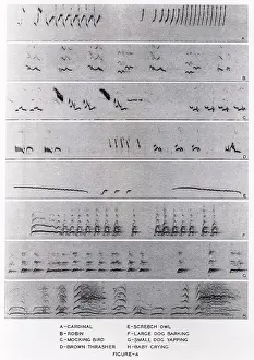 Audio Spectrograms Print: Birds, Mammals, and Human Vocalizations
