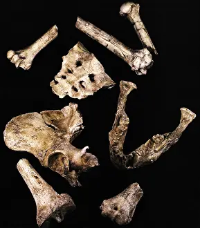 Ancient Human Ancestor Prints: Australipithecus Afarensis