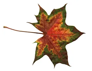 Autumn Colored Leaves Prints: Autumn Leaf