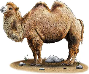 Gobi Desert Animals Prints: Bactrian Camel